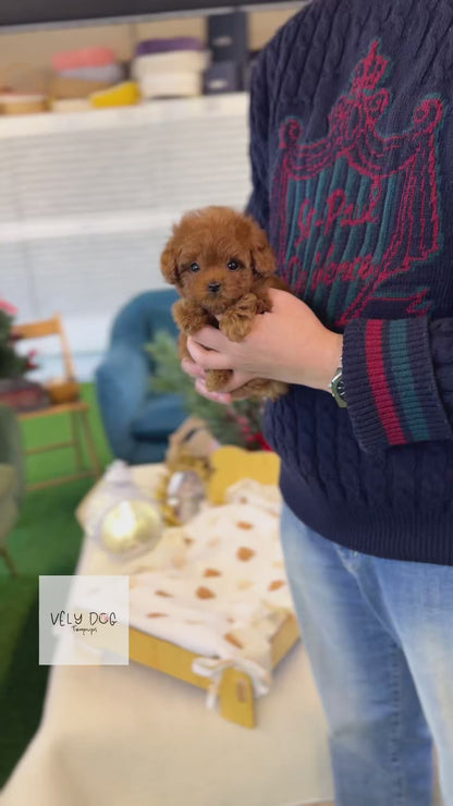 Poodle - Kissy(Female)