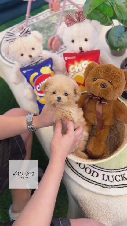 Maltipoo - Gabi(Female)