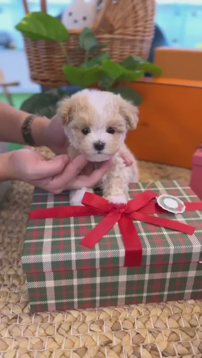 Maltipoo - Hui(Male)