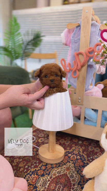 Poodle - Nana(Female)