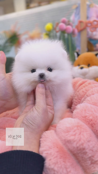 Pomeranian - Mochi(Female)