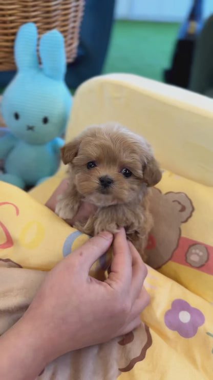 Maltipoo - Camo(Female)