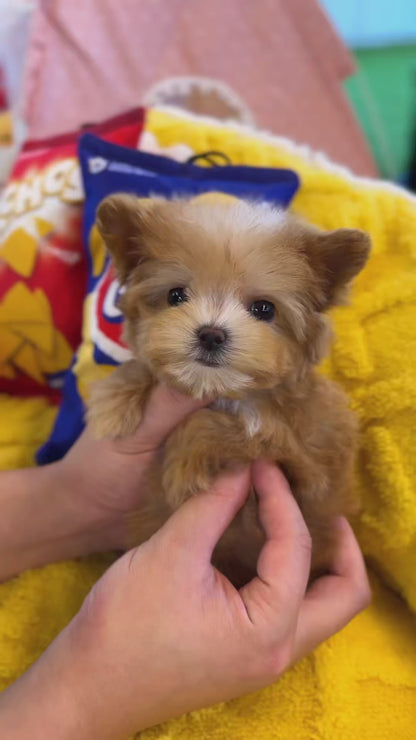 Maltipoo - Oki(Female)