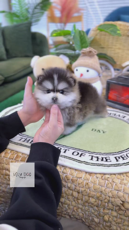 Pomsky - Prophy(Male)