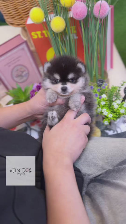 Pomsky - Henry(Male)