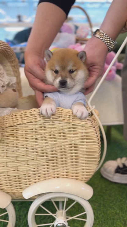 Shiba Inu - Lawson(Male)