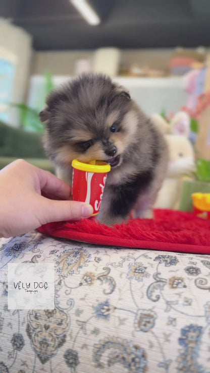 Pomeranian - Nami(Female)