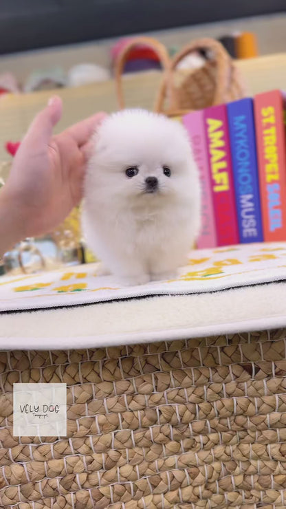 Pomeranian - Lupin(Female)