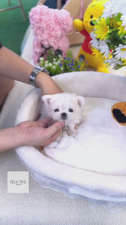 Maltese - Mcqueen(Female)