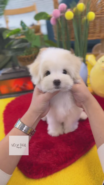 Coton de Tulear - Buddy(Female)