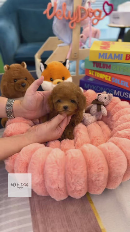 Poodle - Ocean(Male)