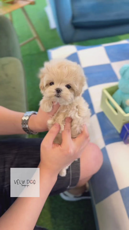 Maltipoo - Merry(Female)