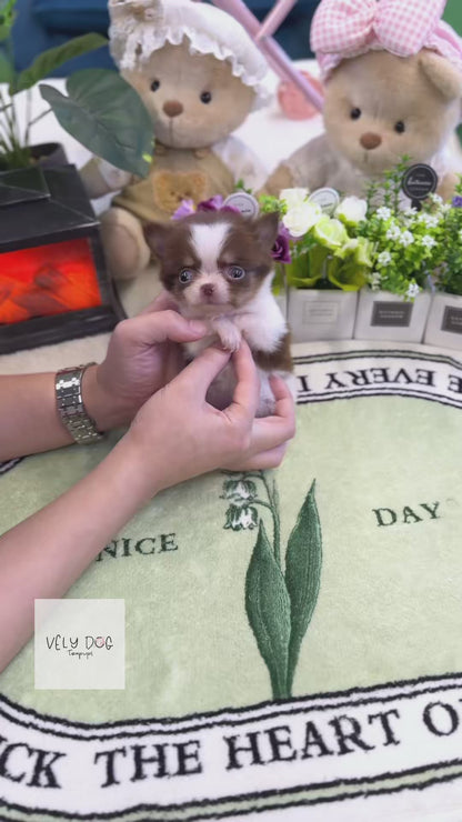 Chihuahua - Ellie(Female)