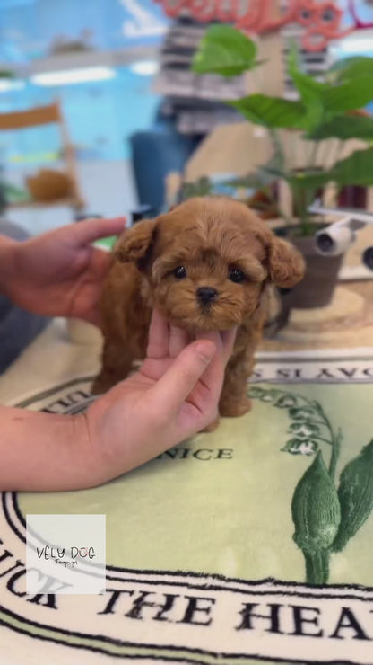 Maltipoo - Bisou(Male)