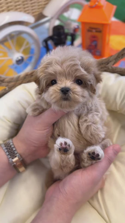 Maltipoo - Dororo(Female)