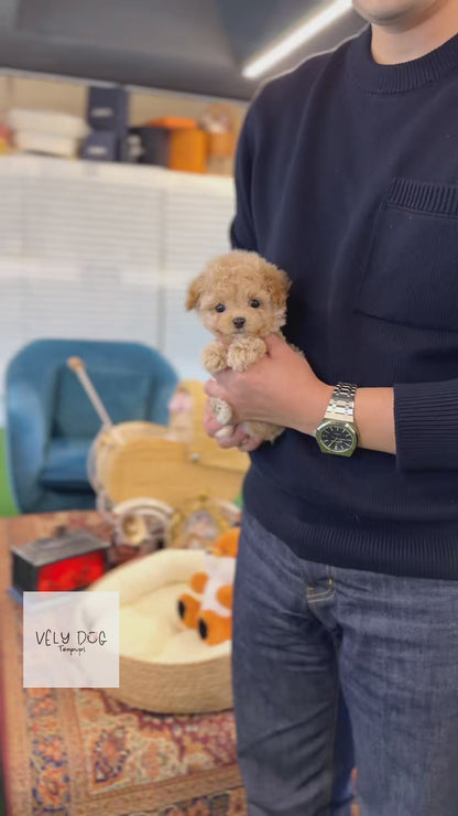 Maltipoo - Toffee(Male)
