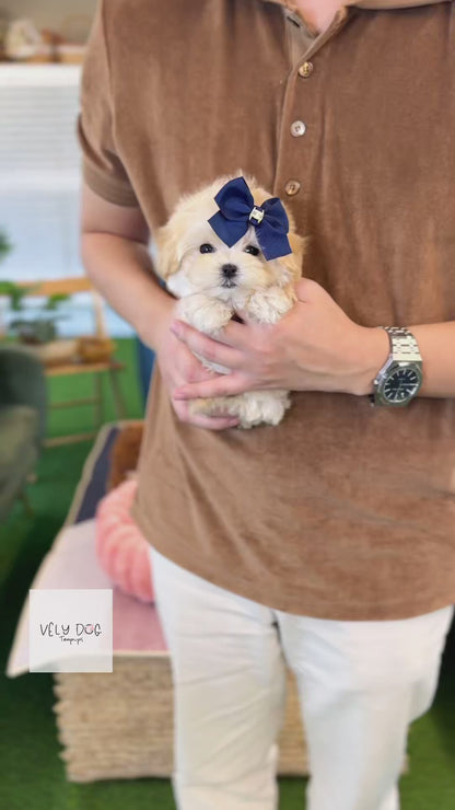 Maltipoo - Candy(Female)