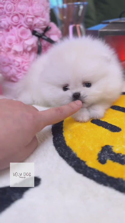 Pomeranian - Lou(Female)