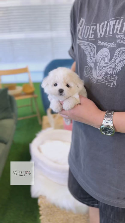 Bichon Frise - Loxie(Female)