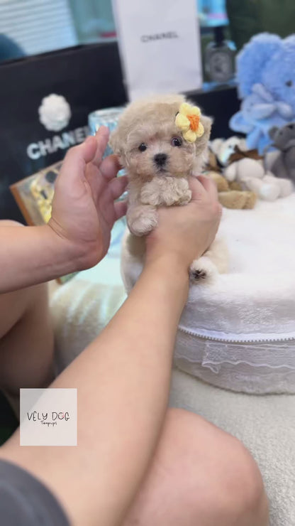Maltipoo - Nugget(Female)