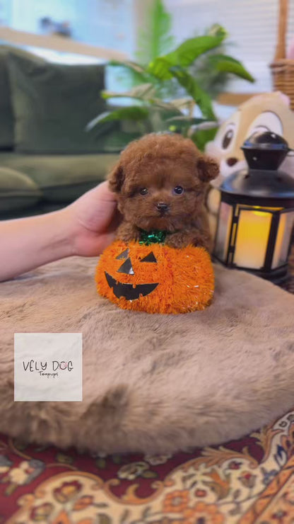 Poodle - Herry(Male)