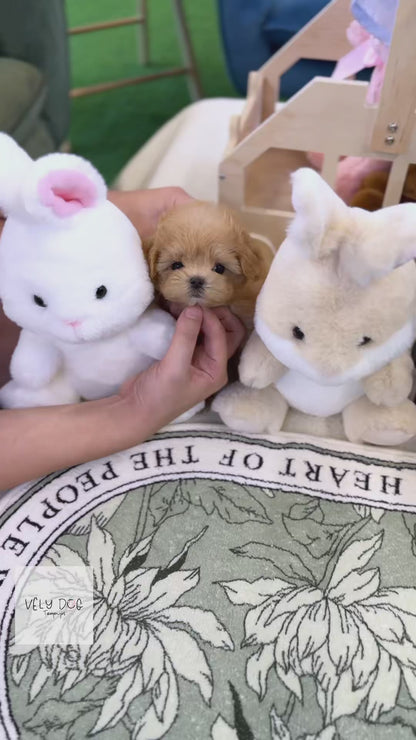 Maltipoo - Celine(Female)