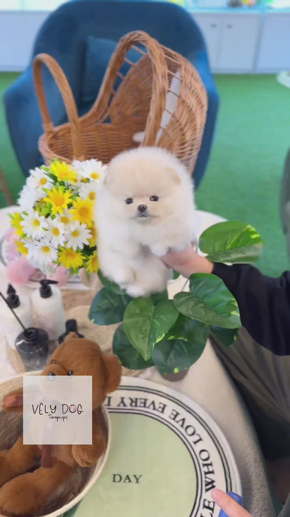 Pomeranian - Lotto(Female)