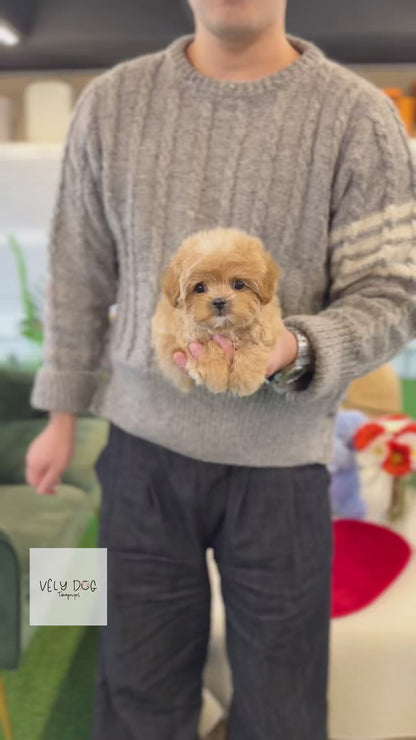 Maltipoo - Nini(Female)