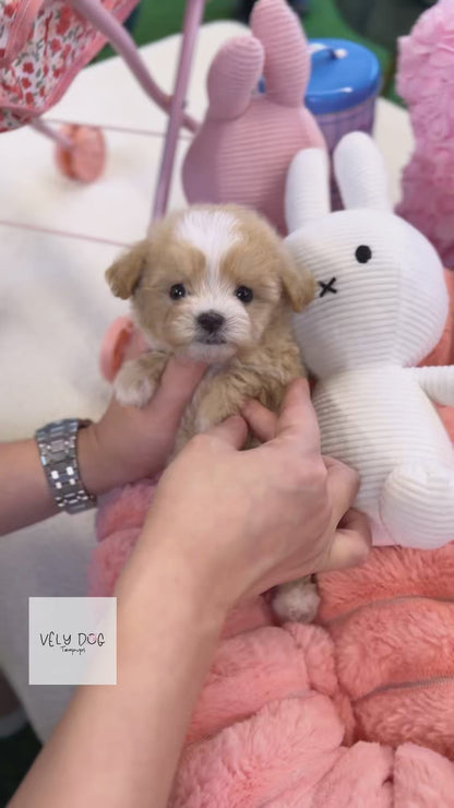 Maltipoo - Lacey(Female)
