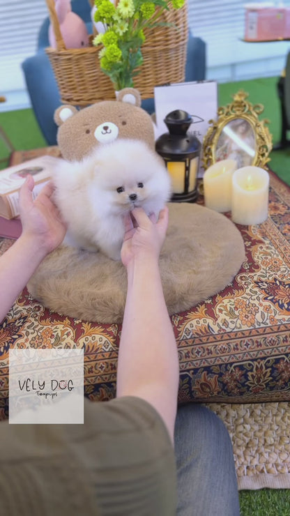 Pomeranian - Chico(Female)
