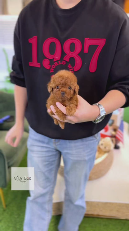 Poodle - Vienna(Female)