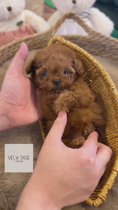 Poodle - Dior(Female)
