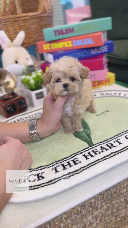 Maltipoo - Gracie(Female)