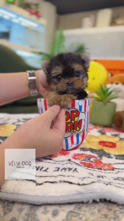 Yorkshire Terrier - Ana(Female)
