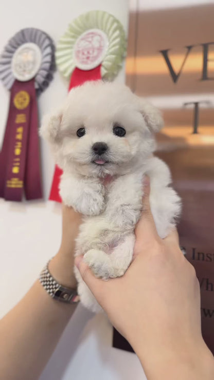 Mini Bichon Frise - Jam(Male)