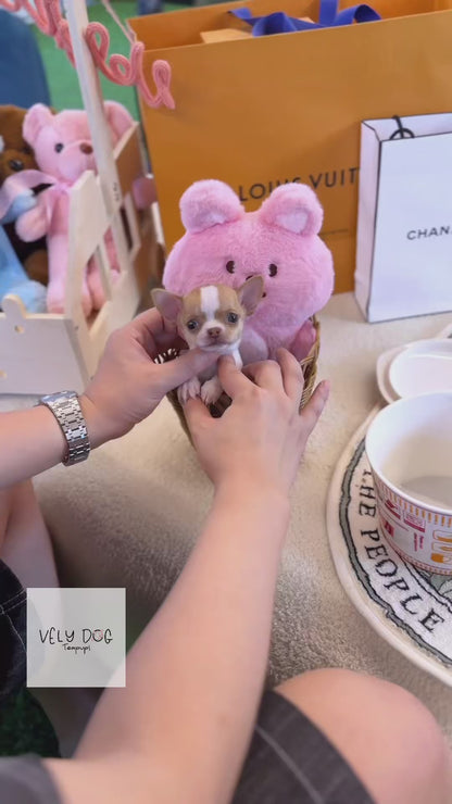 Chihuahua - Mira(Female)