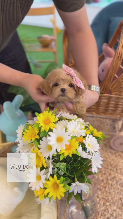 Maltipoo - Skye(Male)