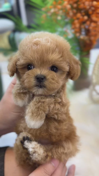 Maltipoo - Tamama(Female)