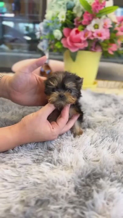 Yorkshire Terrier - Tani