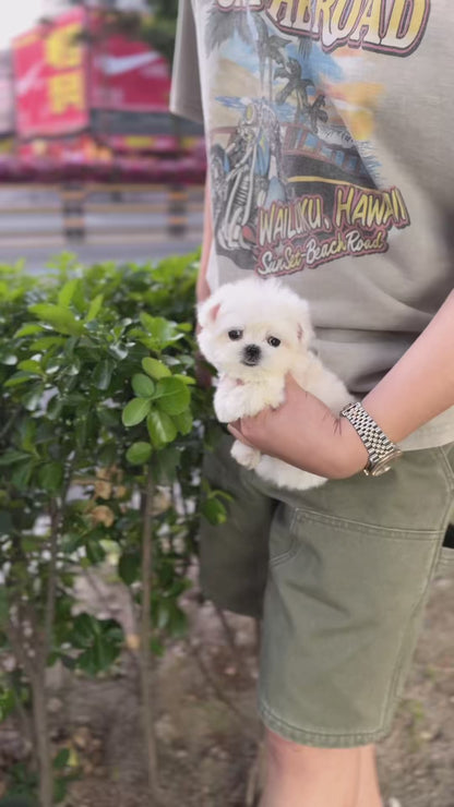 Maltese - Sasha(Female)