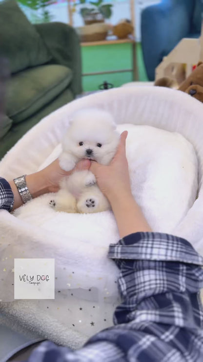 Pomeranian - Pinky(Female)