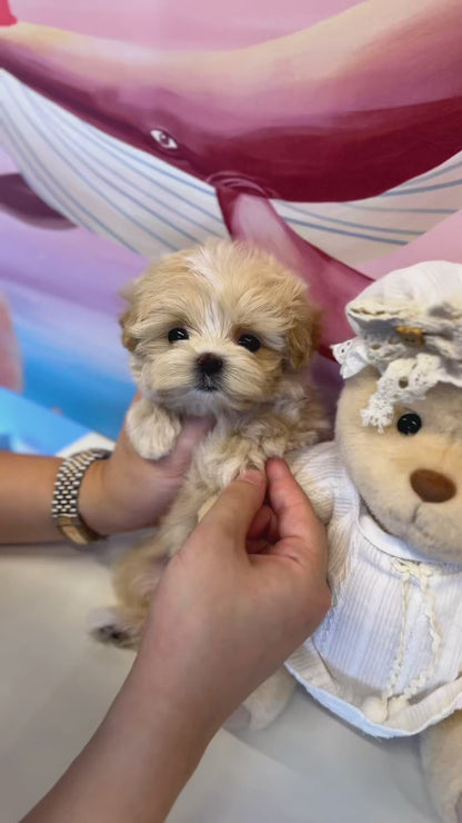 Maltipoo - Tamago(Female)