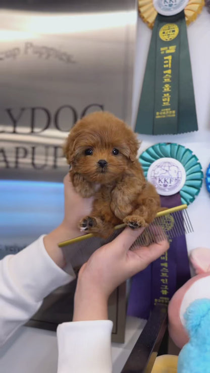 Maltipoo - Bebe(Female)