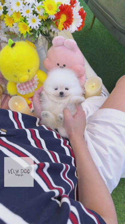 Pomeranian - Baba(Female)