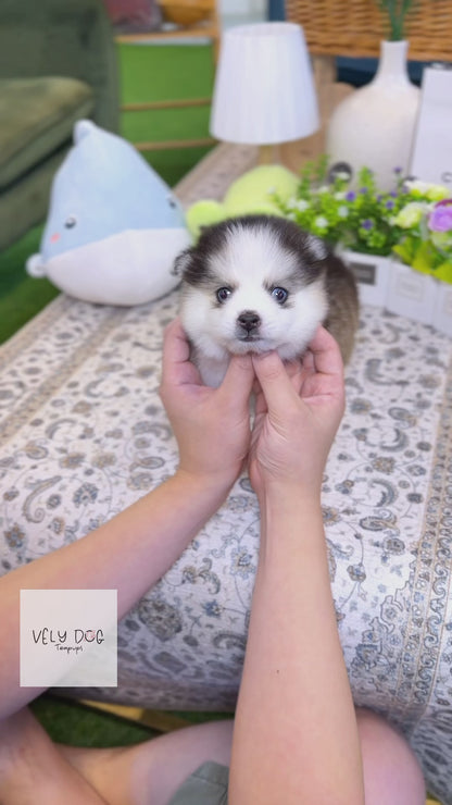 Pomsky - Chip(Male)