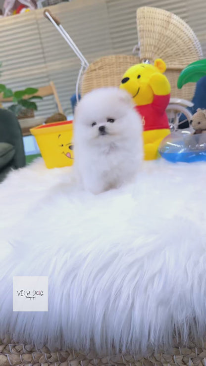 Pomeranian - Kei(Male)