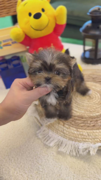 Morkie - Pumpkin(Male)