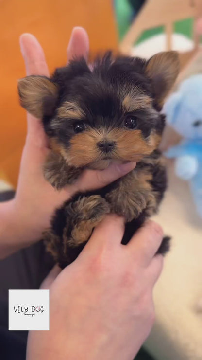 Yorkshire Terrier - Karina(Female)