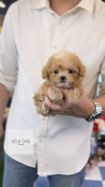Maltipoo - Cloudy(Male)