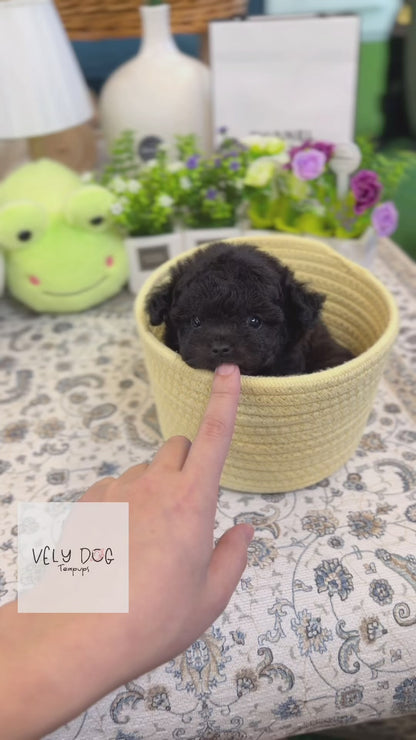 Poodle - Evie(Female)